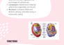 do a professional and certified translation